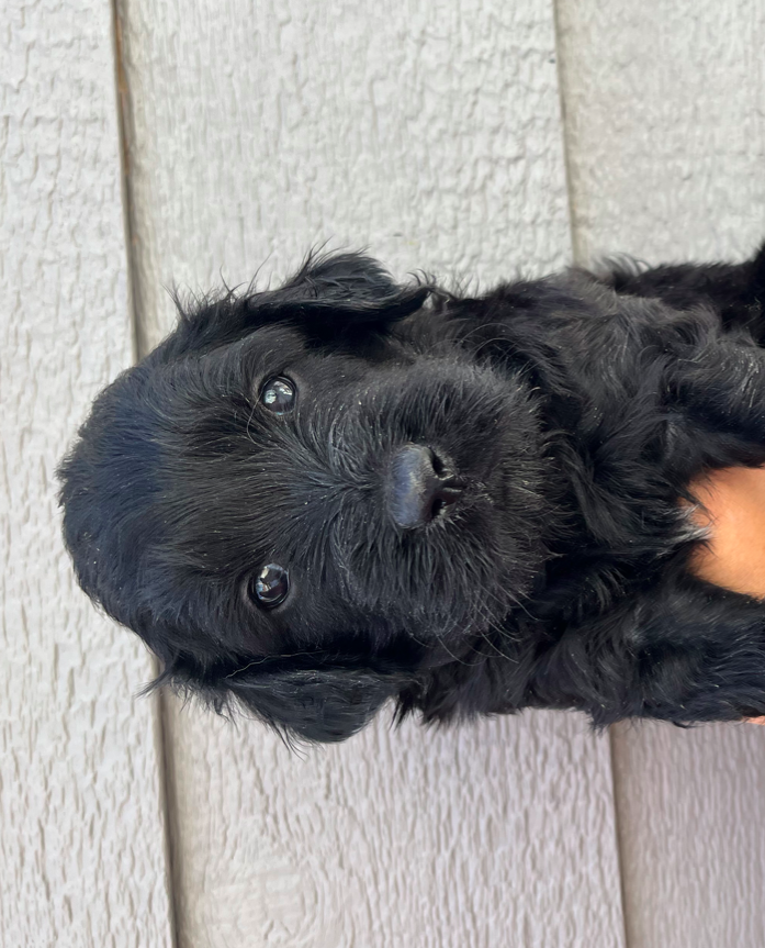 Emily. Black Doodle (Adopted)