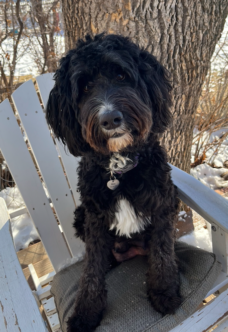 Maisy. A BerneDoodle mother