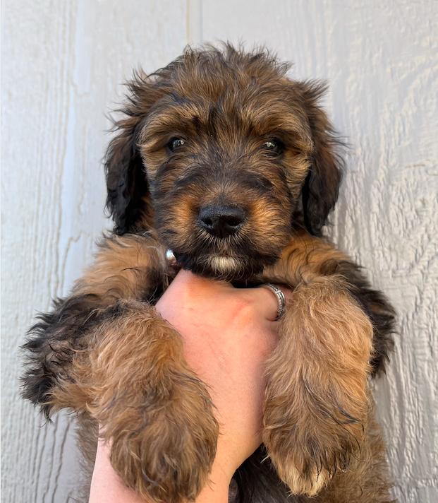 Black GoldenDoodle Puppy with white chest
