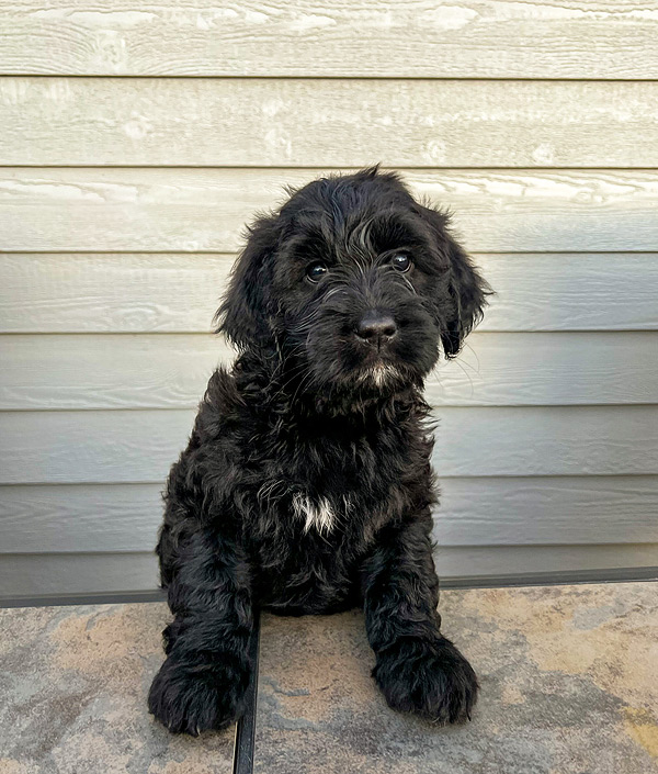 Daniel. Black Doodle (Adopted)