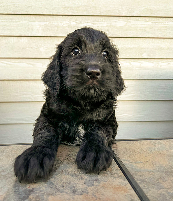 Jamie. A black Doodle