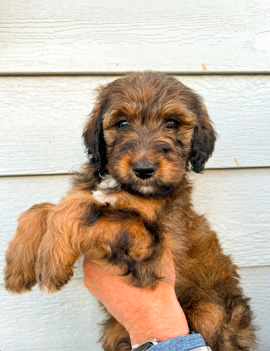 Nala, a brown coated doodle puppy